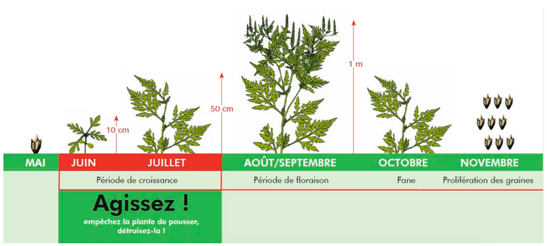 Allergies : le port du masque recommandé… mais ne pas confondre