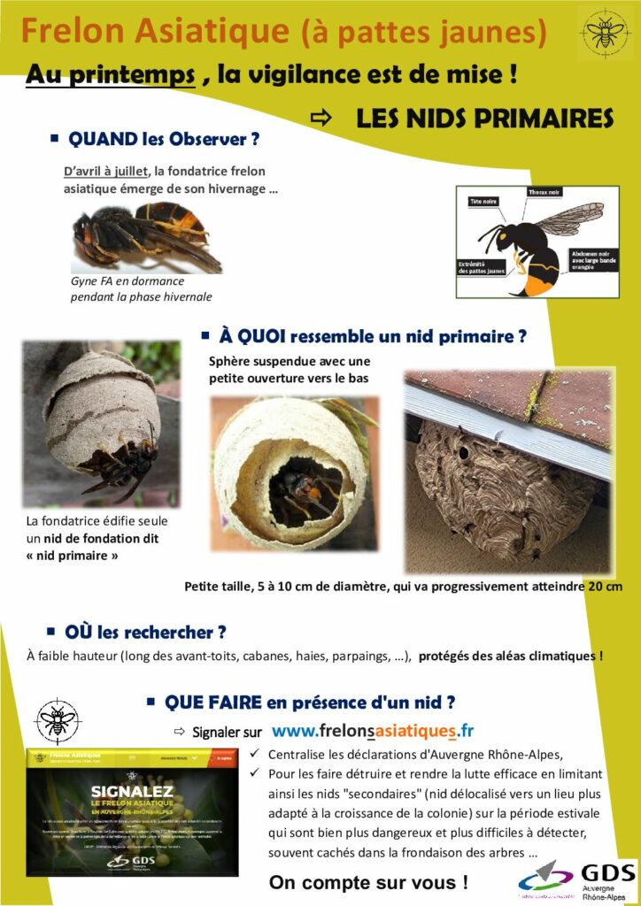 Frelon Asiatique (à pattes jaunes)