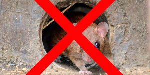 Img-Rats--deratisation