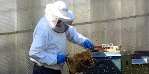 beekeeper-2156663_640