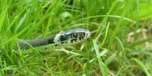 grass-snake-634638_640